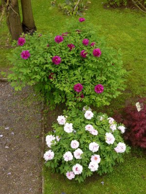 Paeonia suffruticosa - pivoňka keřovitá - celek